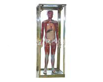 全身神經(jīng)傳導電動模型 全身神經(jīng)傳導電動模型